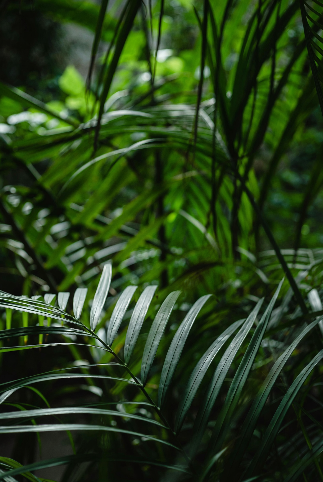 boston fern summer shade balcony