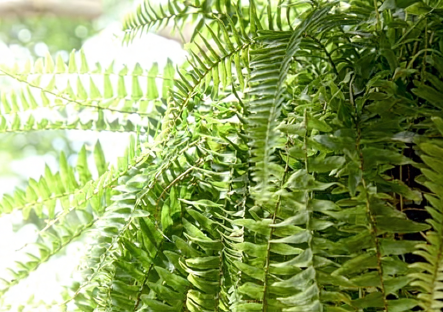 boston fern fronds close-up
