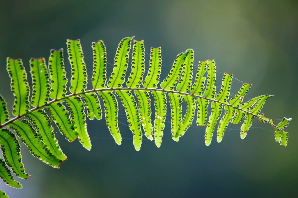 boston fern leaf underside spores