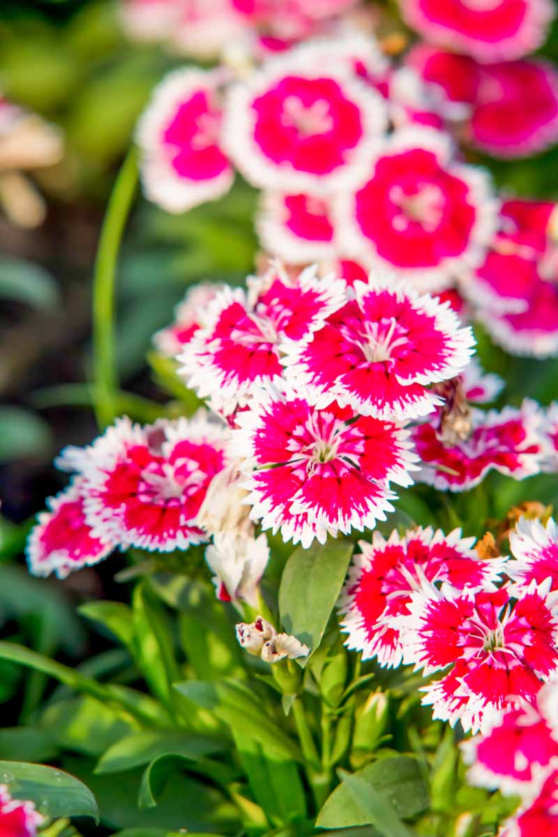 dianthus chinensis bicolor flower close-up