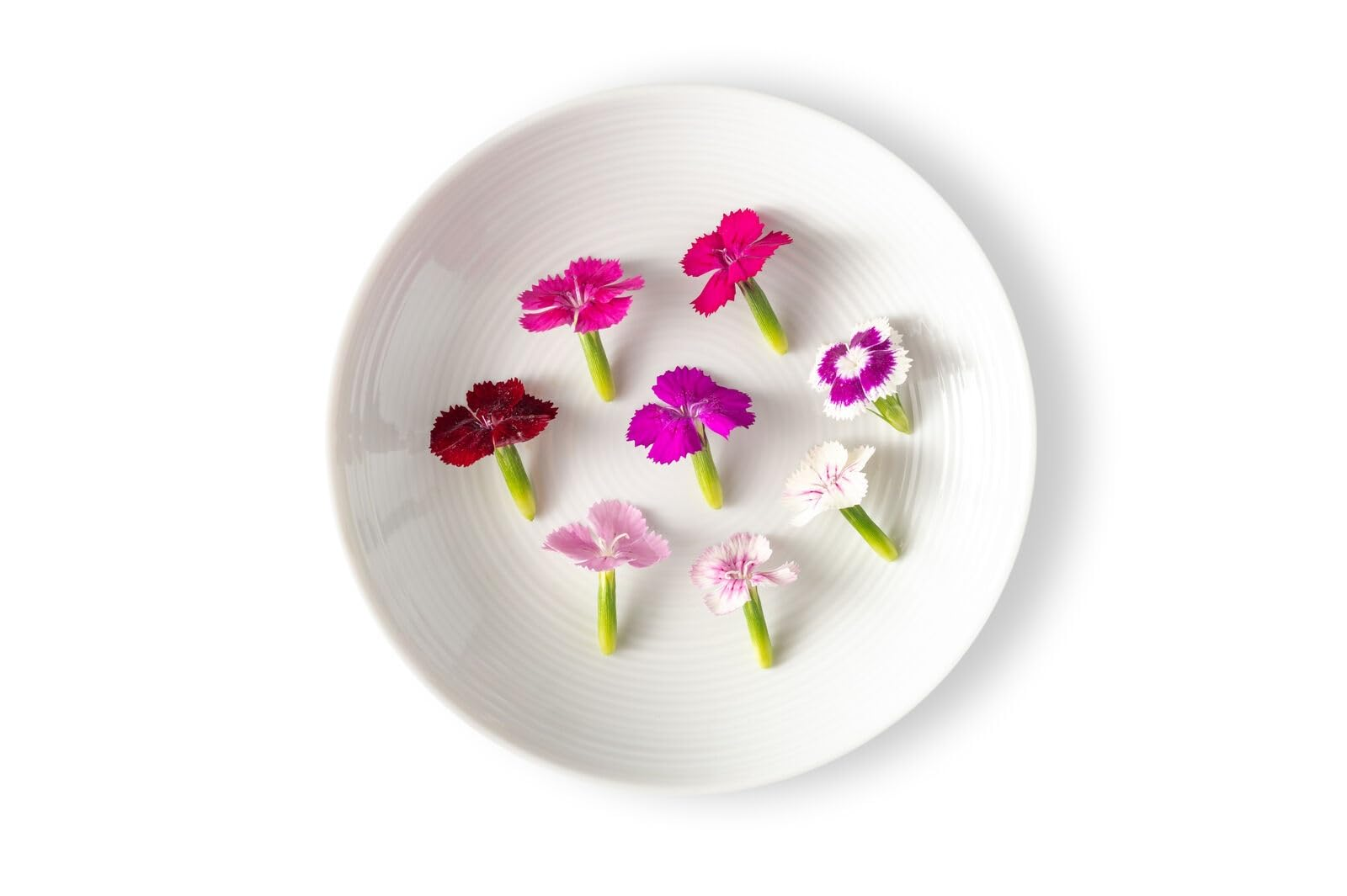 dianthus chinensis edible petals garnish