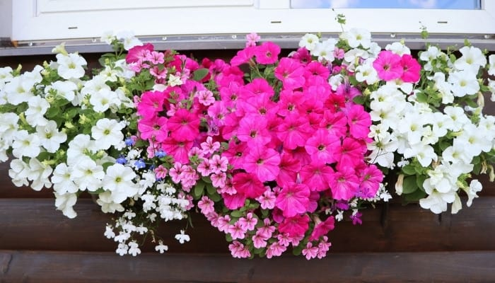 dianthus chinensis window box balcony