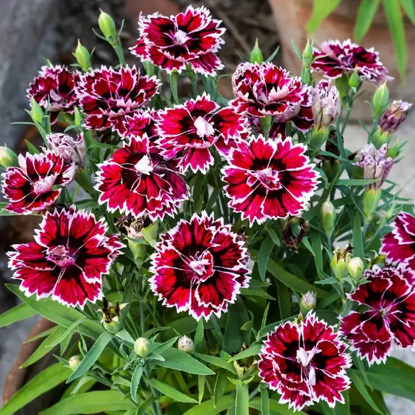 dianthus chinensis watering at base