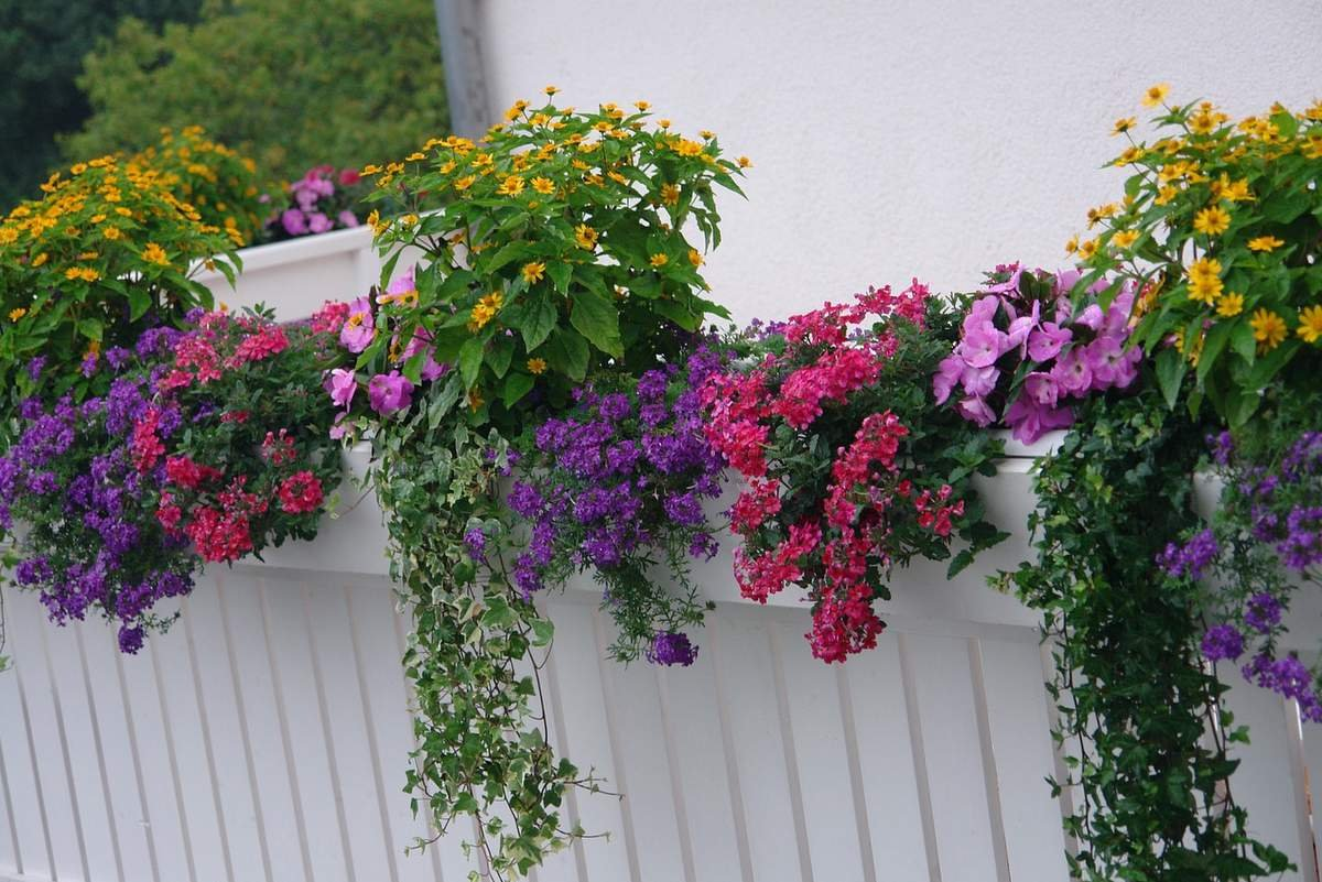 叶黄、烂根还是红蜘蛛？石竹“体检单”与急救SOP