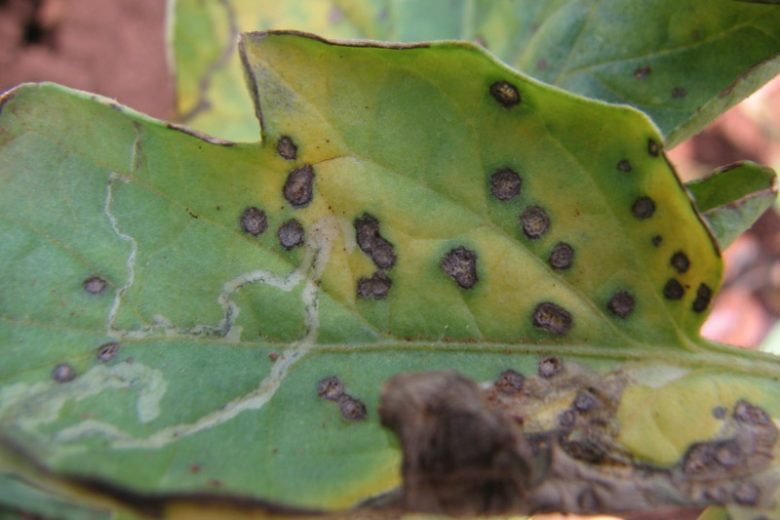 dianthus leaf spot close-up