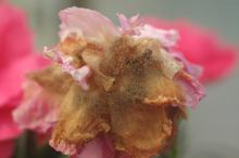 dianthus flower gray mold close-up