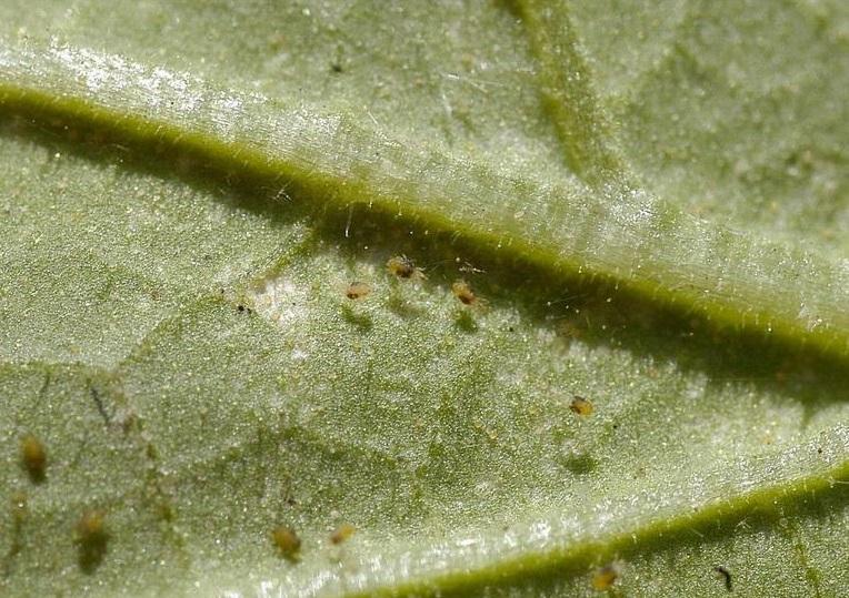 dianthus spider mites leaf underside