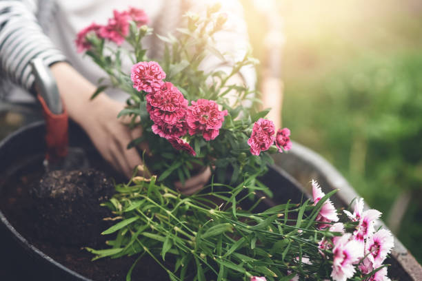 dianthus pot drainage pebbles