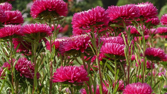 别把石竹当康乃馨！花语渊源、颜色寓意与送礼场景全解析