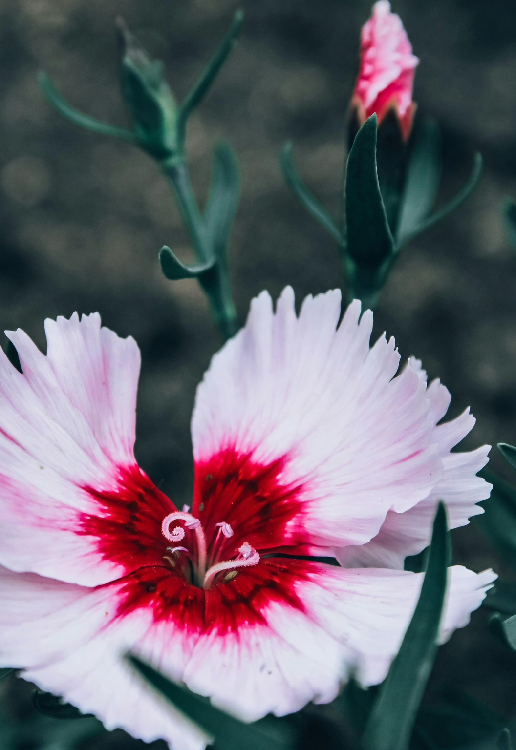 dianthus chinensis vs carnation