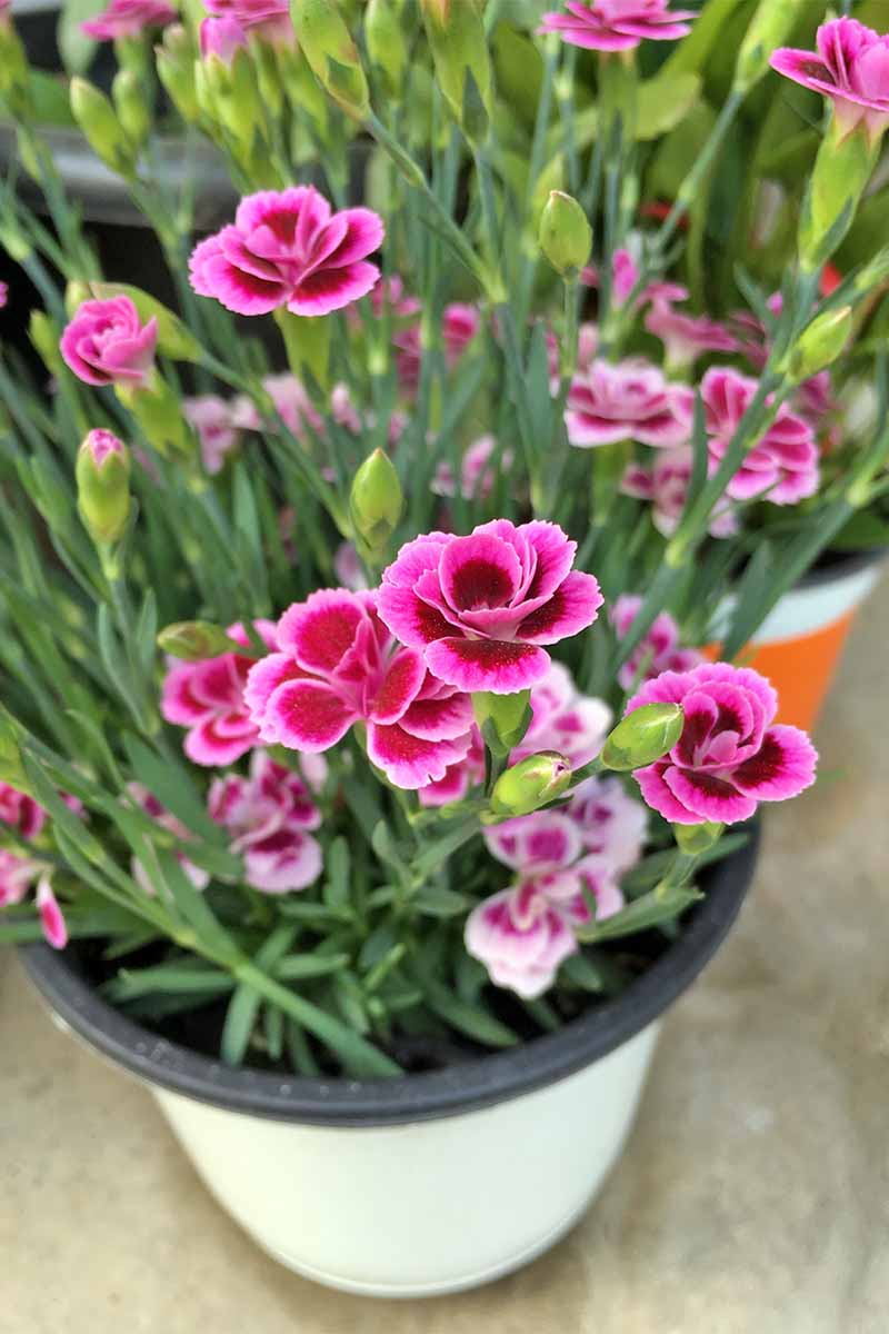 dianthus chinensis living room pot