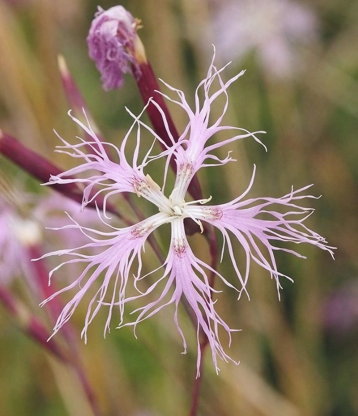 dianthus flower close up fringed