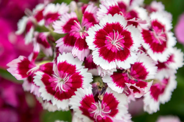 dianthus watering pot edge