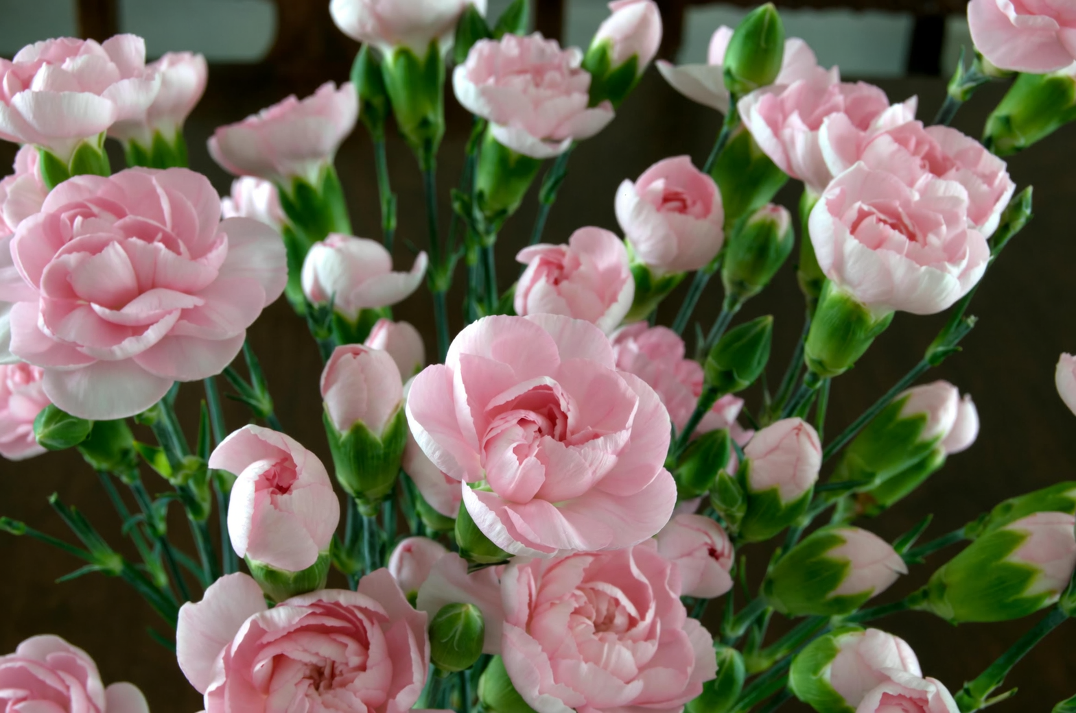dianthus pinching stems close up