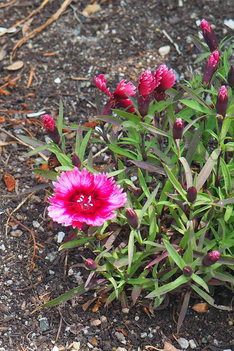 dianthus morning watering pot edge