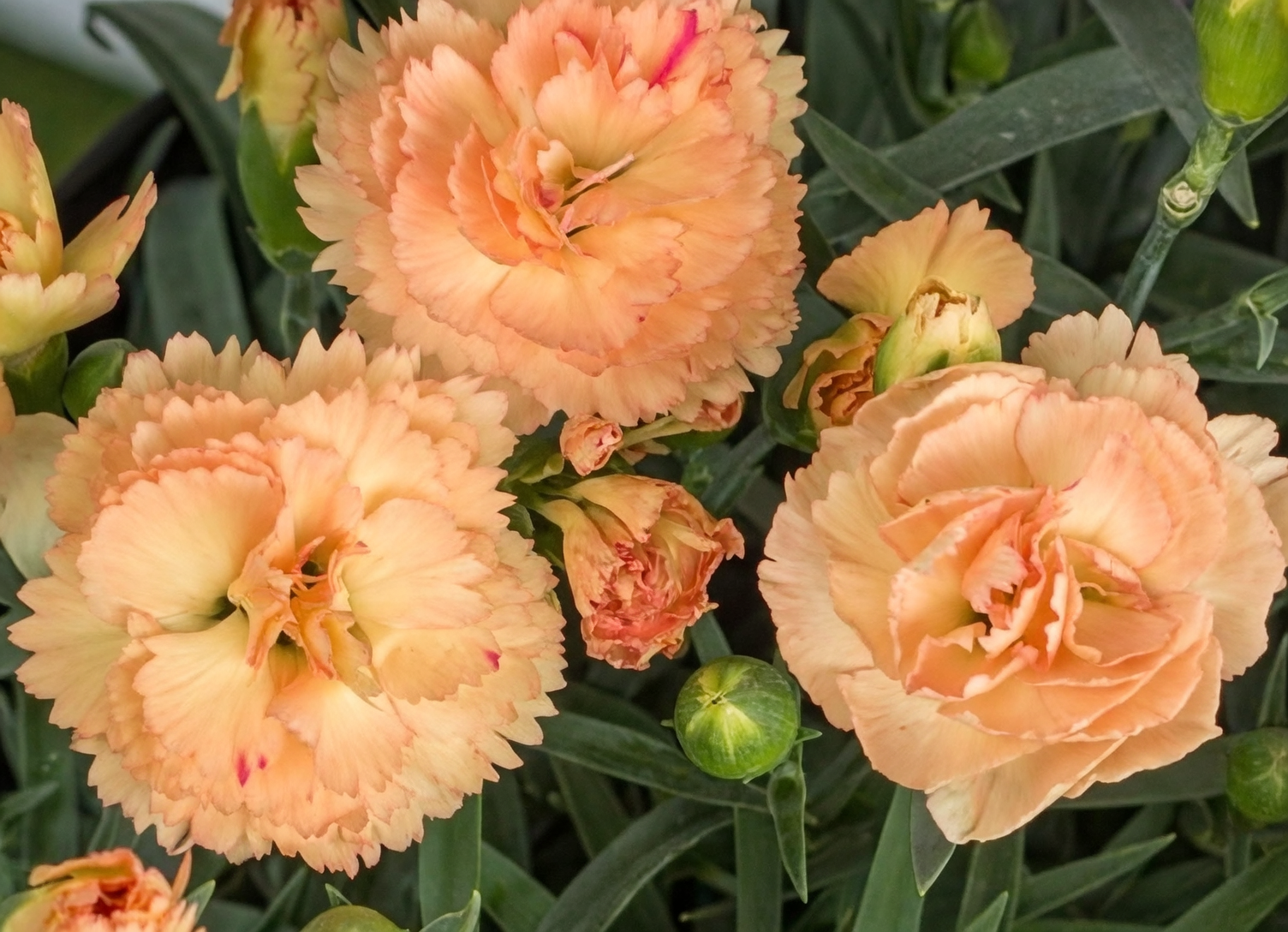 dianthus deadheading scissors close-up