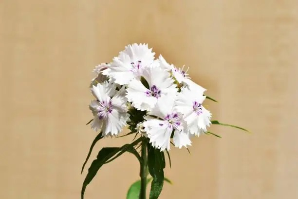 dianthus flower close-up macro