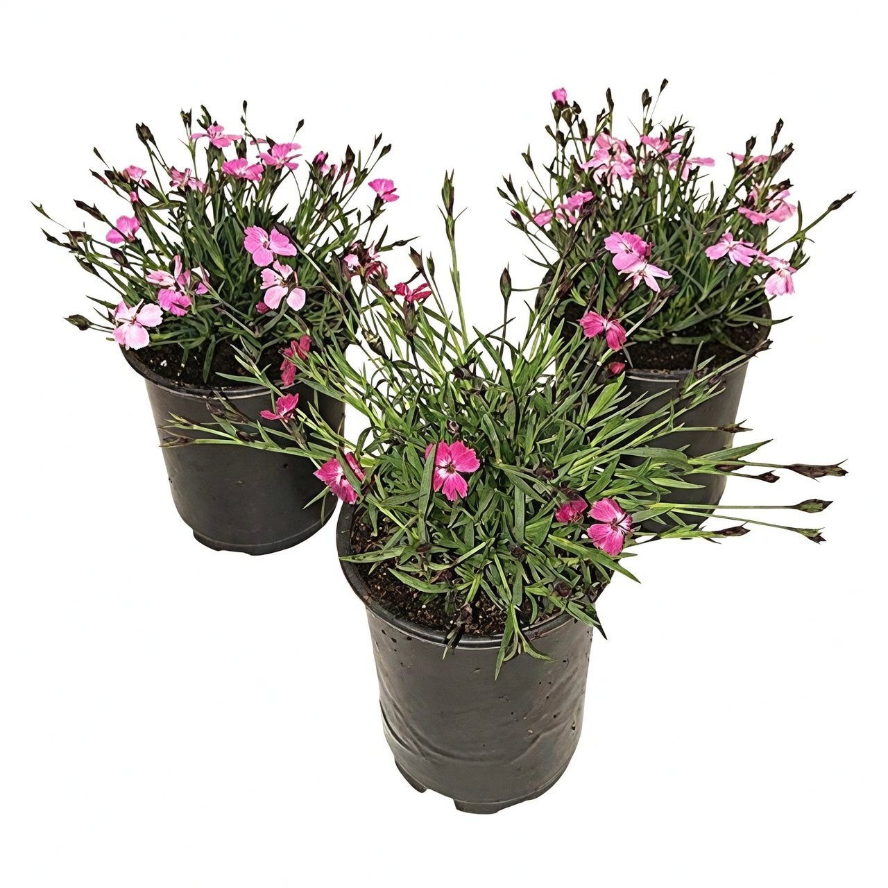 dianthus in balcony pot