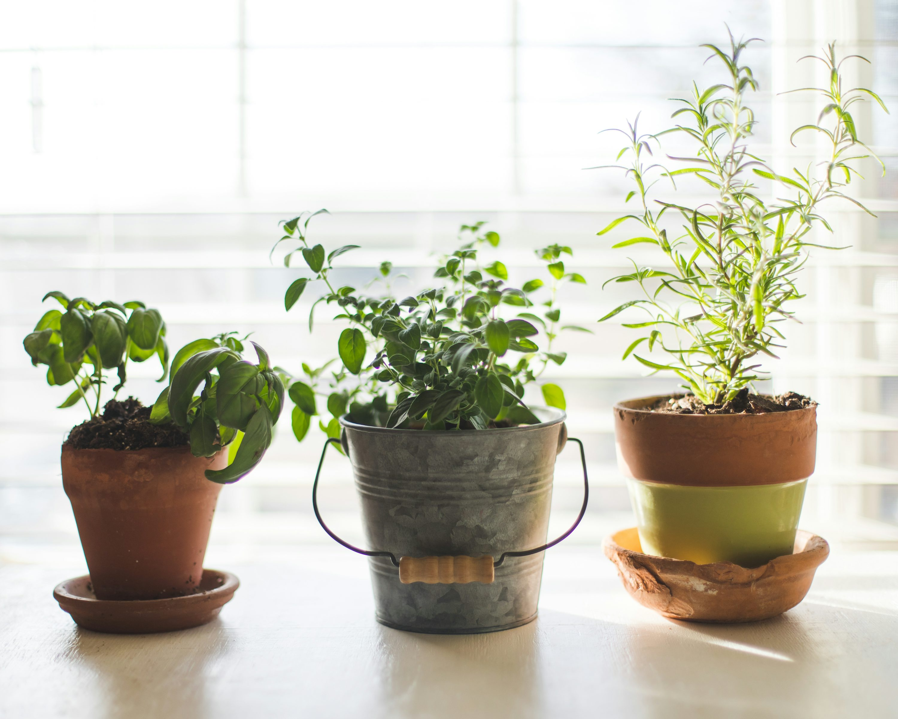 asparagus fern trellis training indoor