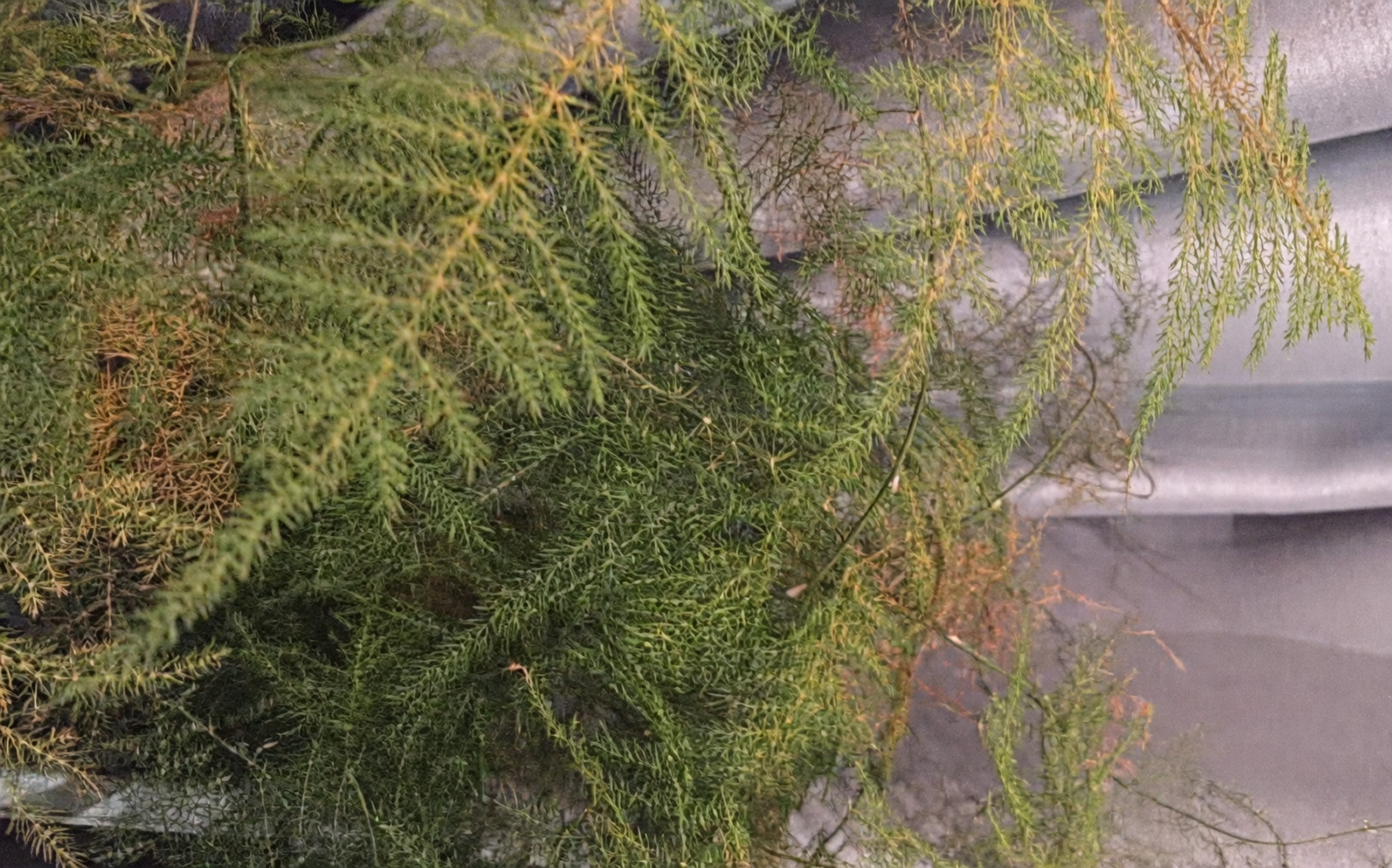 asparagus fern yellow fronds close up