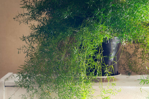 asparagus fern brown tips close-up