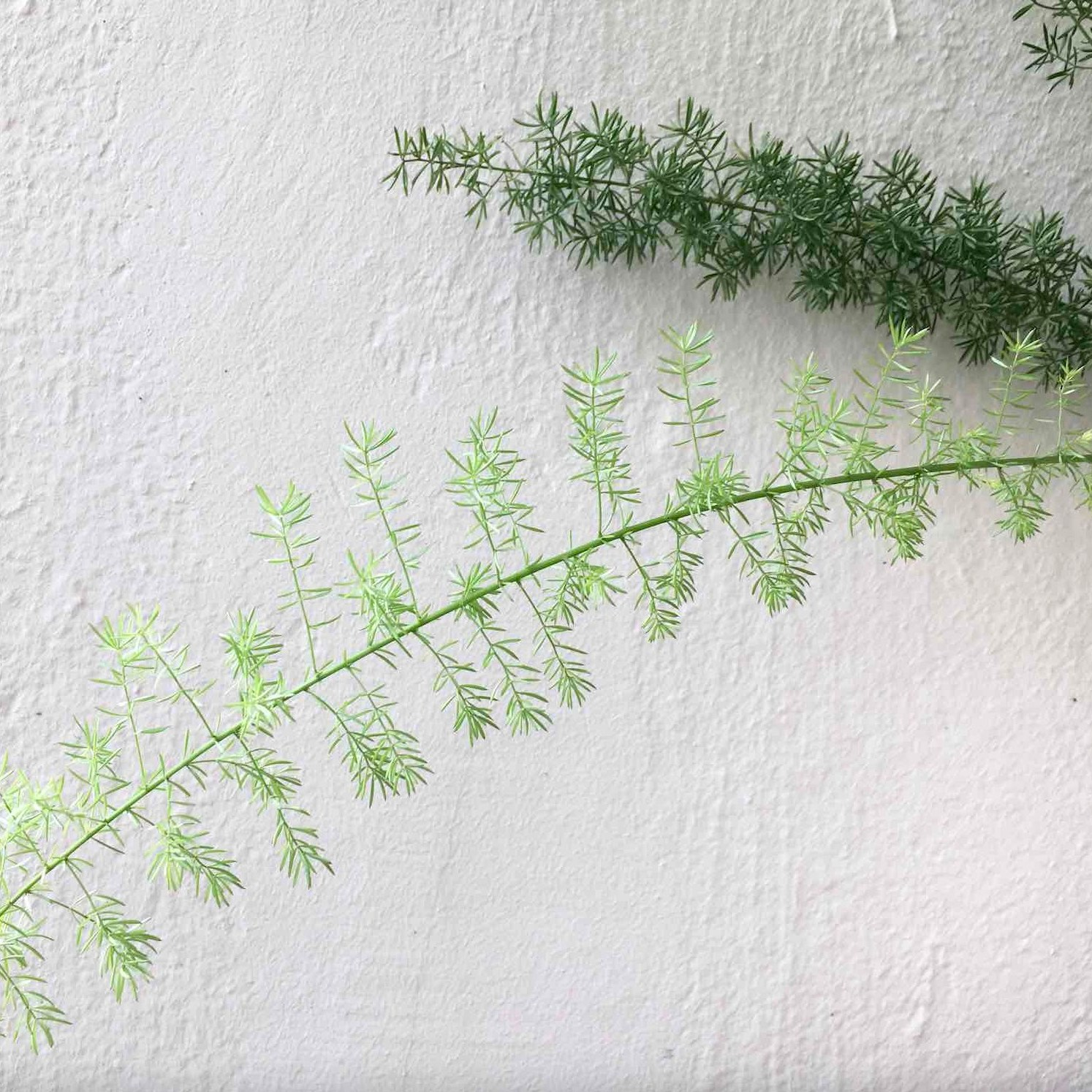asparagus fern spider mites webbing