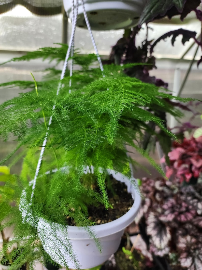 asparagus fern Victorian hanging basket