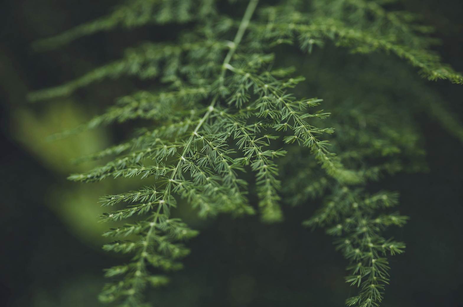 asparagus fern flowers and berries close-up