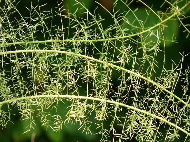 asparagus fern cladodes close up