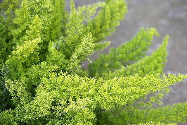 asparagus fern trellis training