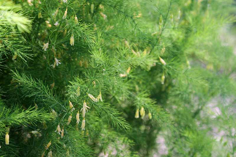 asparagus fern flowers berries close up