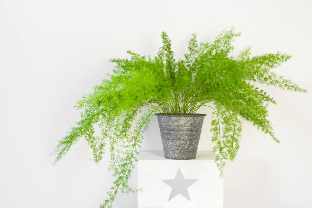 asparagus fern indoor potted plant