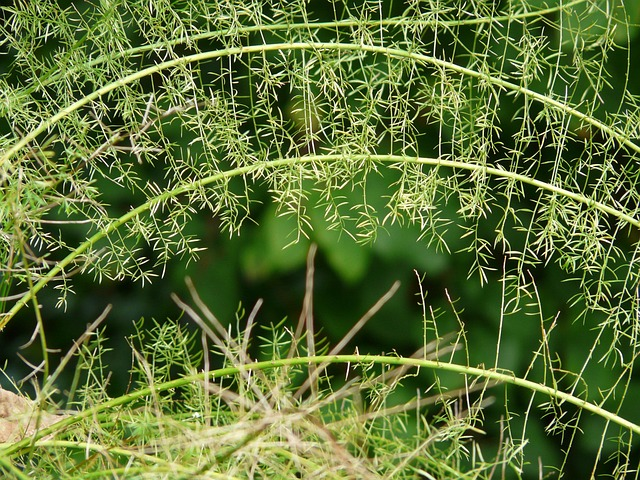 asparagus fern on scholar desk