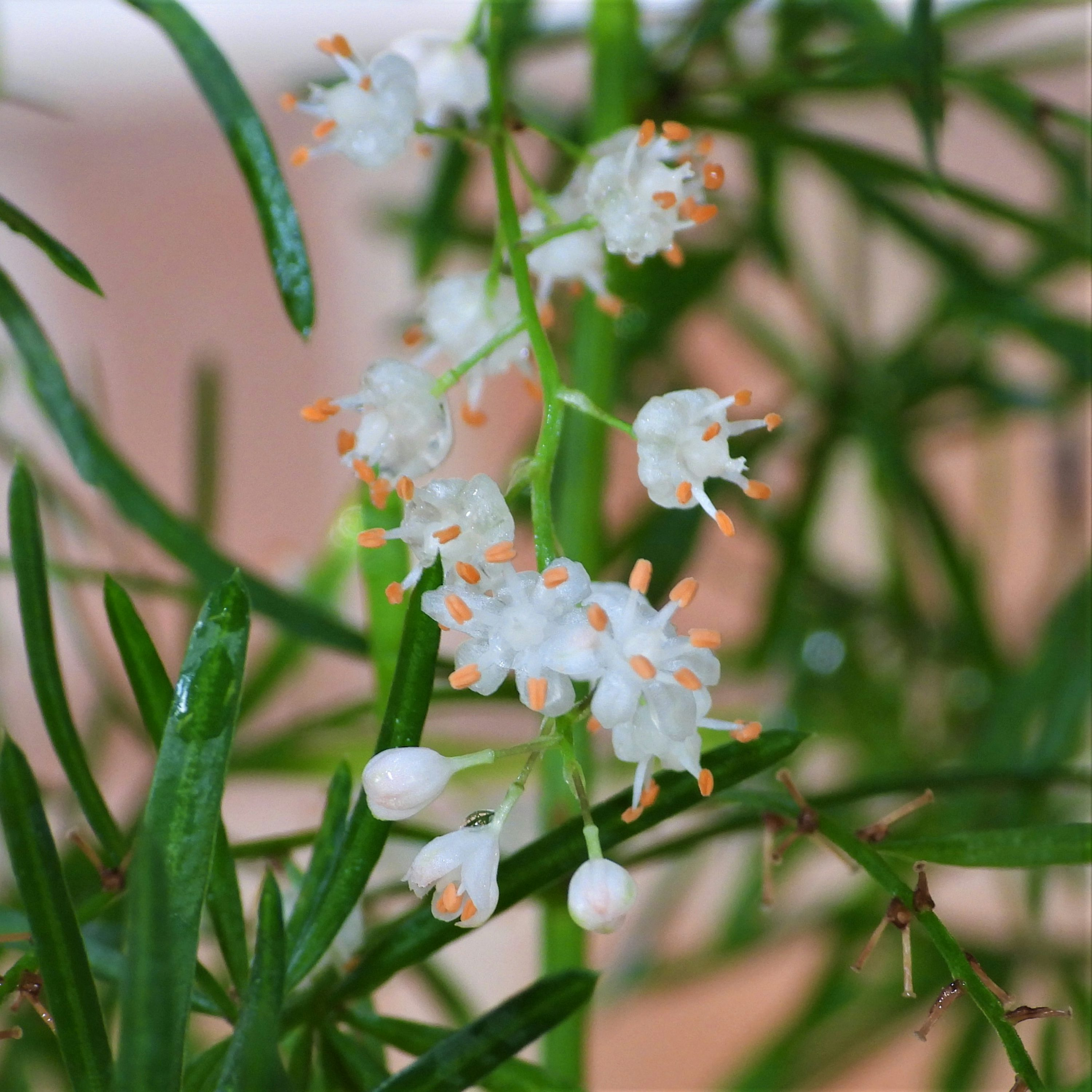 asparagus fern bouquet with roses