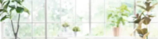 asparagus fern east window home