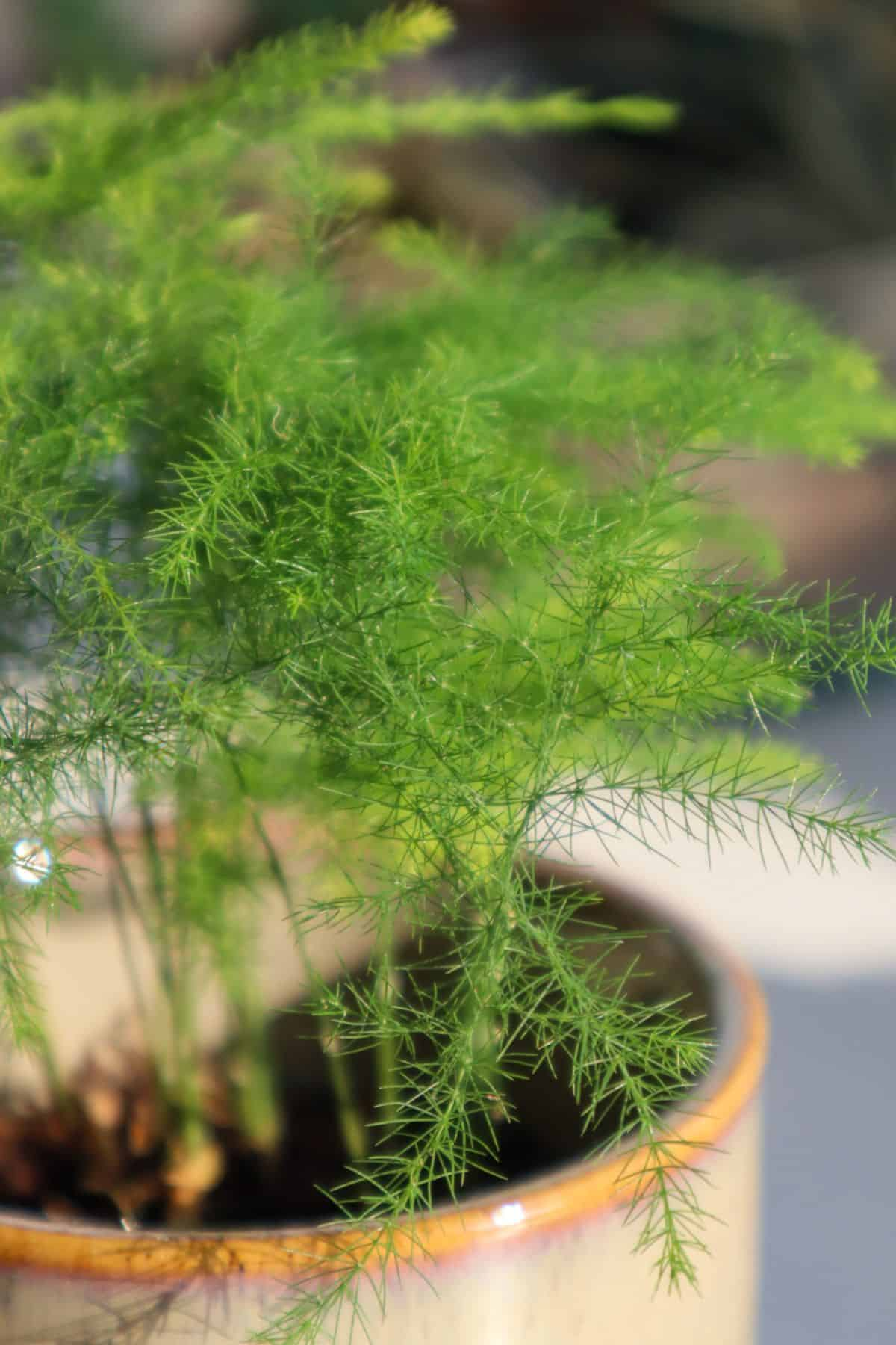 Softening Corners: Styling Asparagus Fern in Small Apartments, Baths, and Workspaces