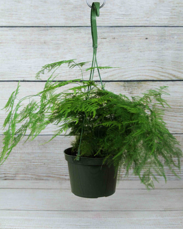 asparagus fern hanging basket living room