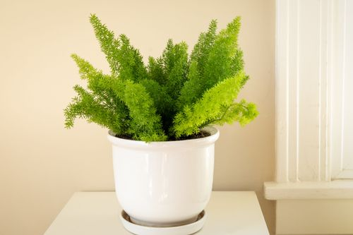asparagus fern topiary hoop on desk