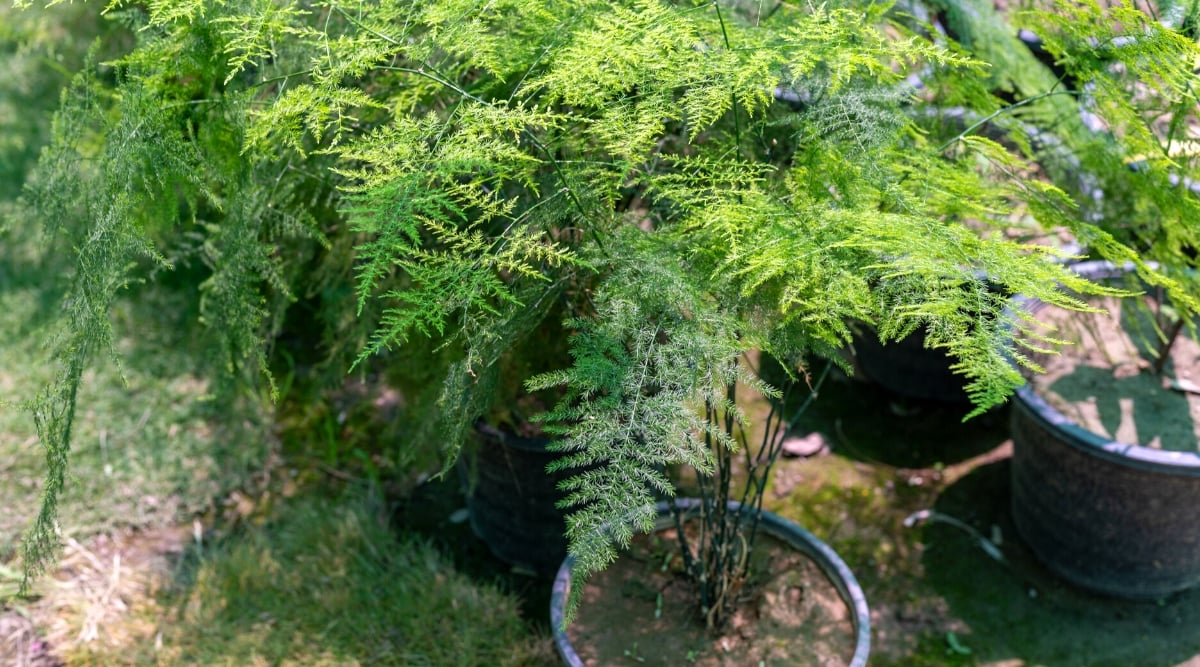 Beloved Indoors, Risky Outdoors? How to Grow Asparagus Fern Responsibly Where It Can Spread