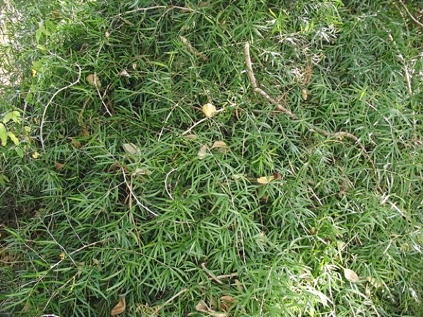 asparagus fern invasive bushland berries
