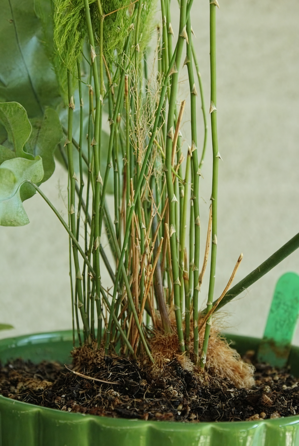 asparagus fern deadheading scissors