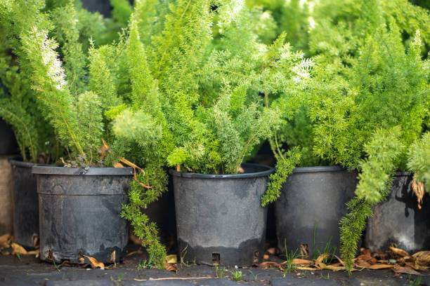 asparagus fern roots removal bagging