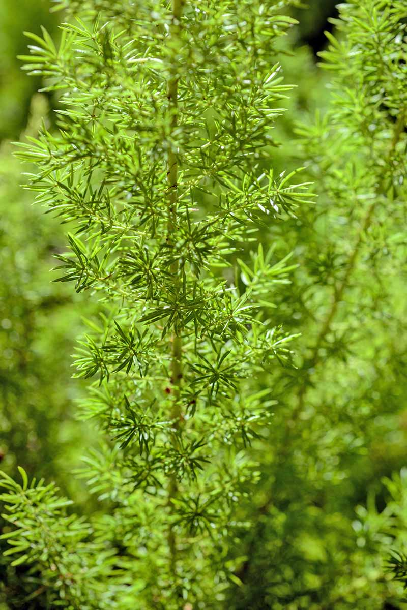 asparagus fern cladodes close-up