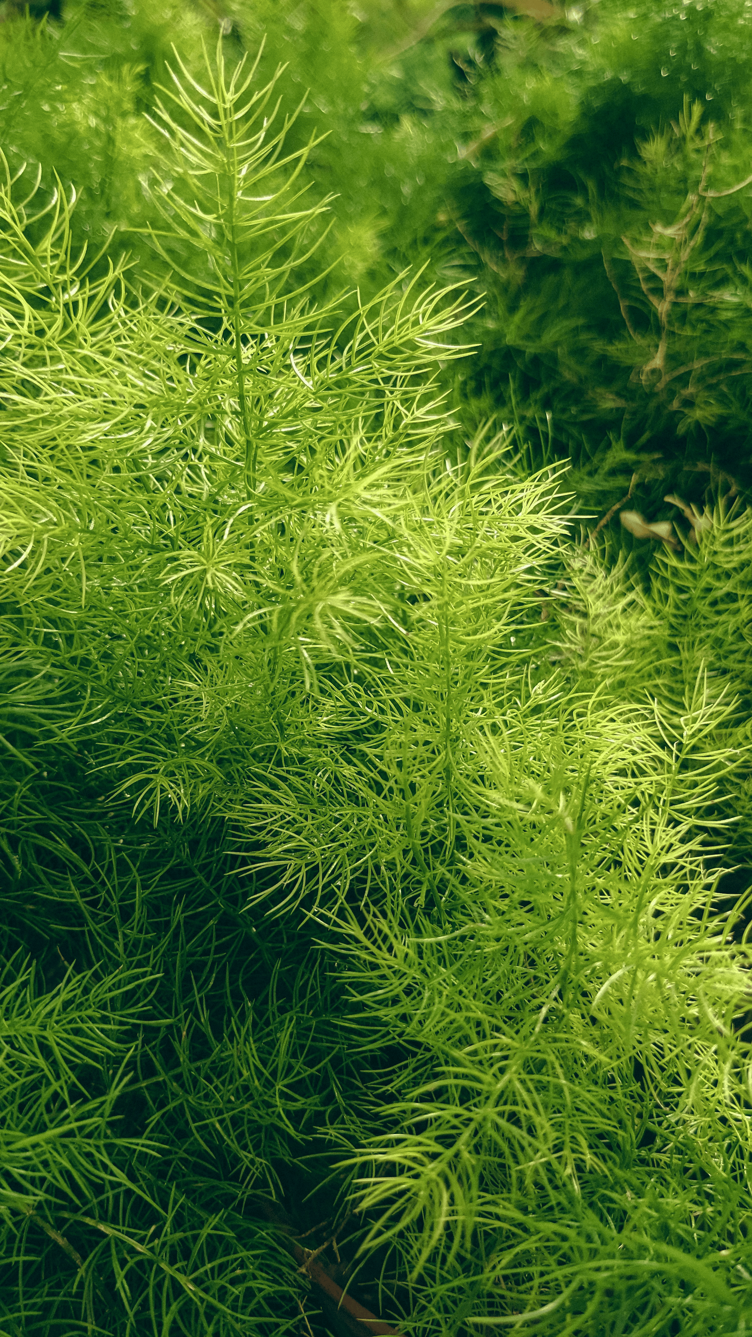 asparagus fern tuberous roots repotting