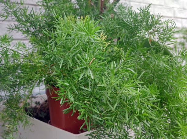 asparagus fern pruning at base