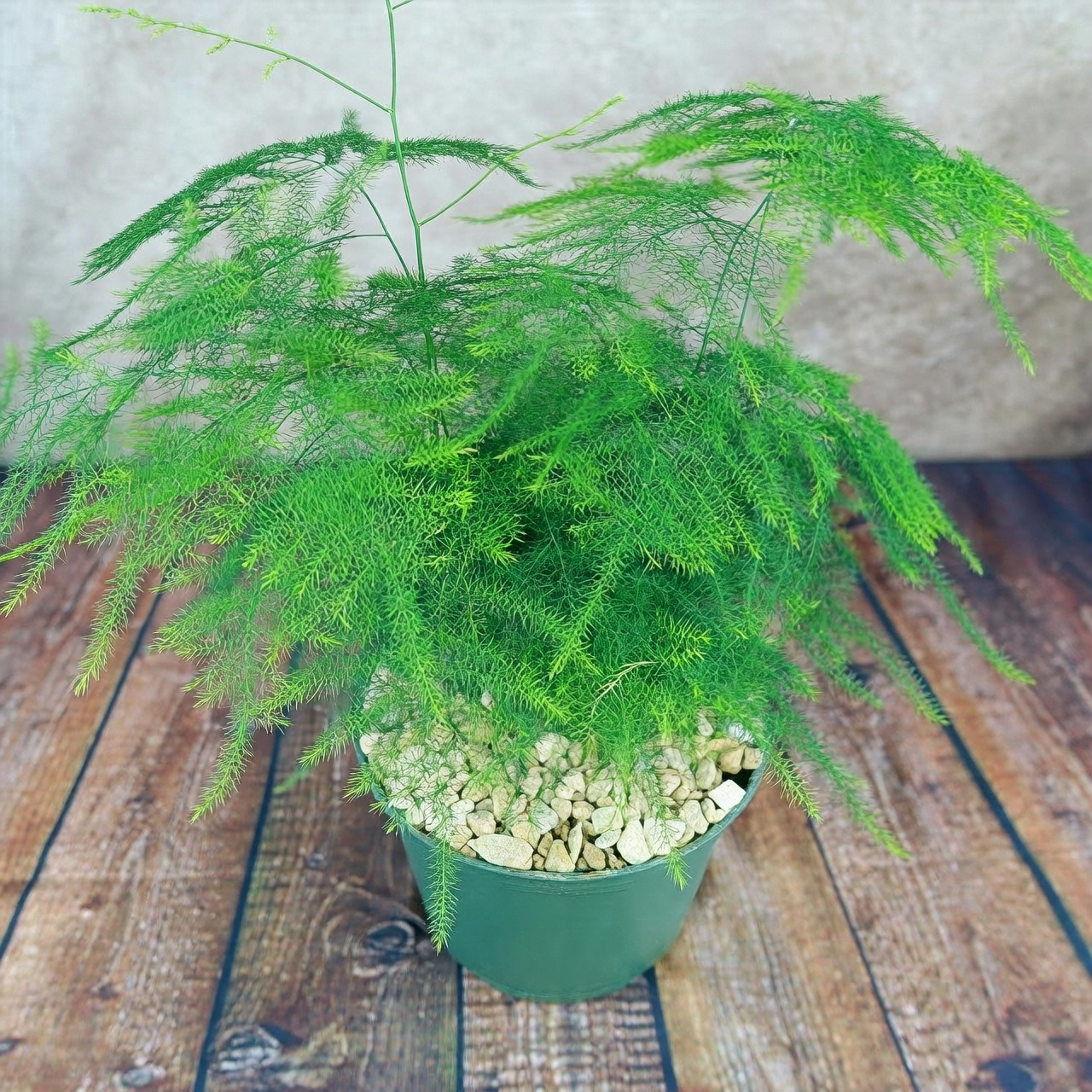 asparagus fern flowers and berries