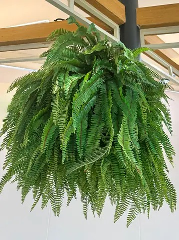 asparagus fern humidifier fan bright light