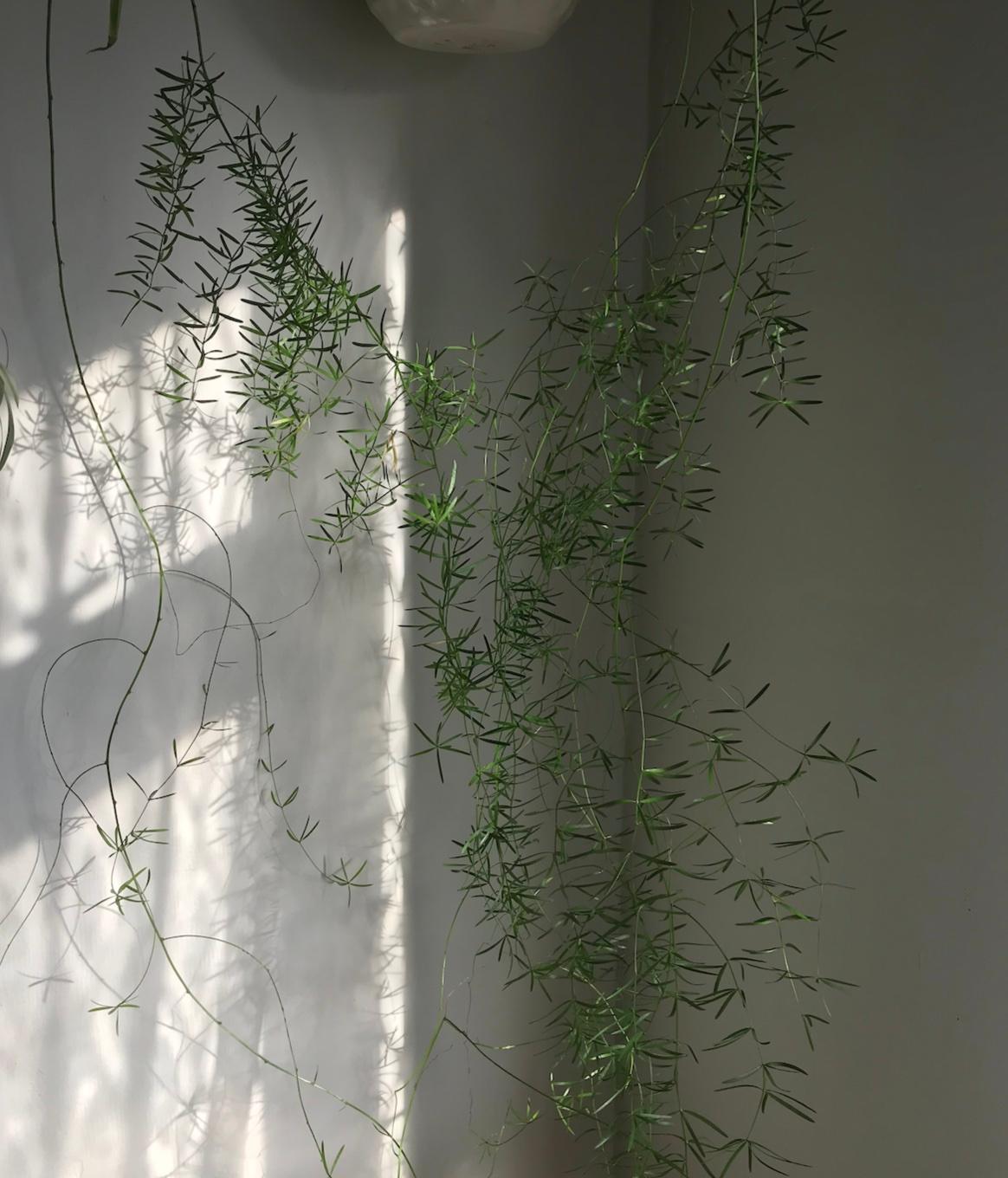 文竹的花语为什么是“天长地久”？一段从书香到礼赠的文化溯源