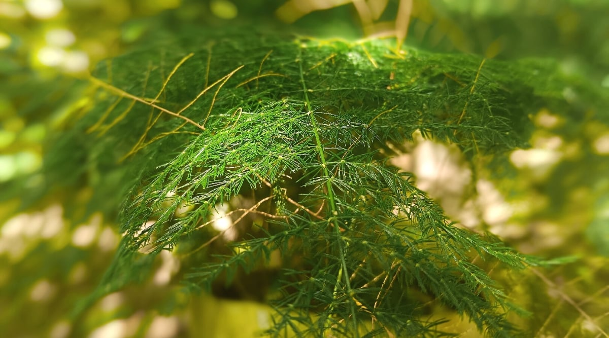 asparagus fern leaf close up