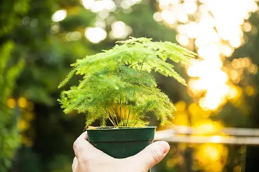 asparagus fern on desk laptop